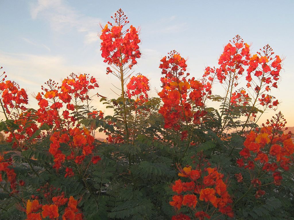 red-sunset.jpg