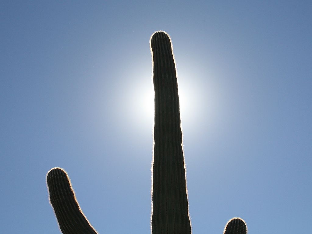 saguaro-eclipse.jpg