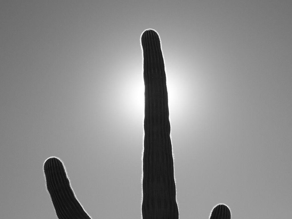 http://capnbob.us/blog/wp-content/uploads/2010/11/saguaro-eclipsemono.jpg