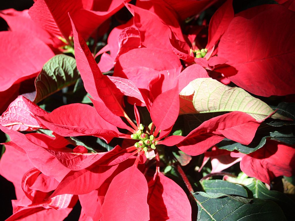 poinsettia.jpg