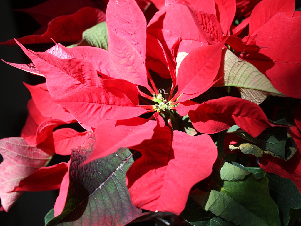 poinsettia.jpg