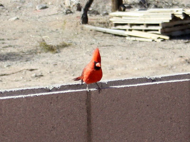 http://capnbob.us/blog/wp-content/uploads/2011/02/cardinal-wall.jpg