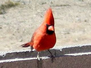 cardinal-wall.jpg