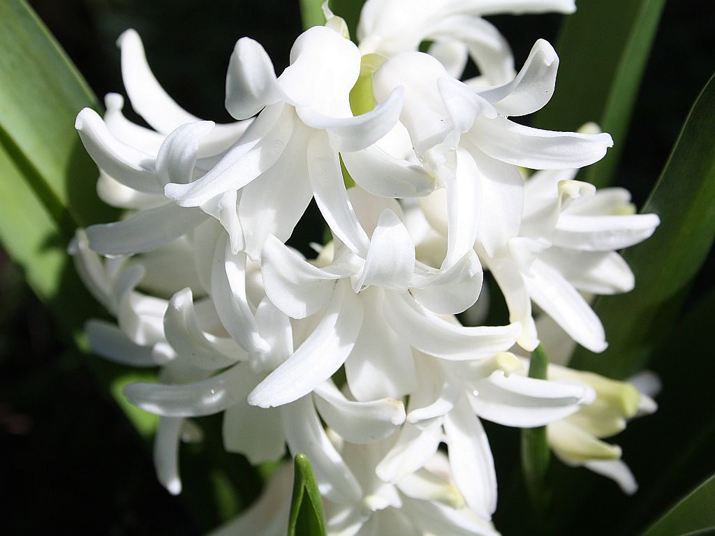 http://capnbob.us/blog/wp-content/uploads/2011/02/hyacinth.jpg
