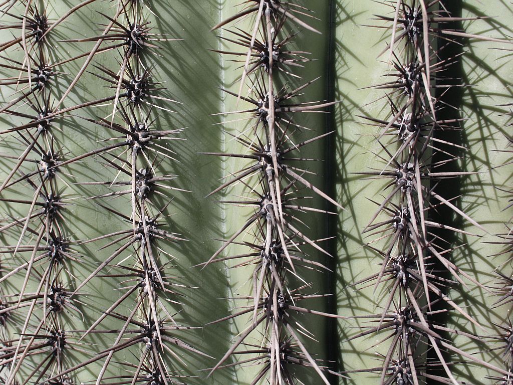 http://capnbob.us/blog/wp-content/uploads/2011/02/saguaro-spikes.jpg
