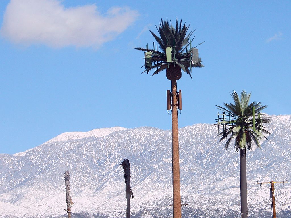 snow-palms.jpg