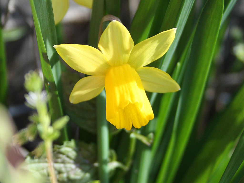 tiny-daffodil.jpg