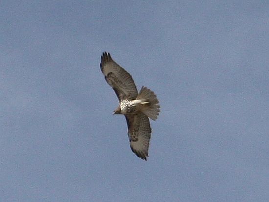 harris-hawk.jpg