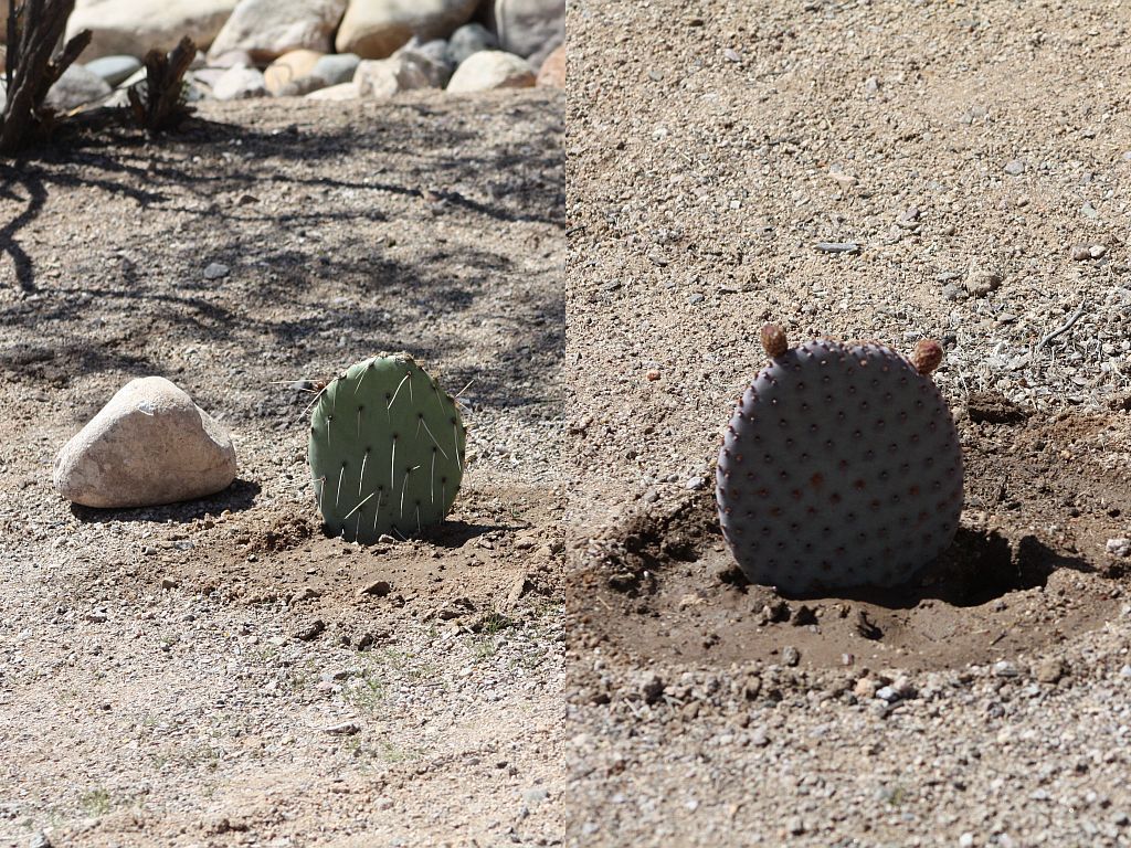 native-cacti.jpg