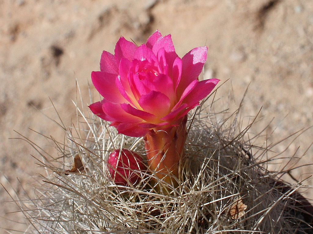 http://capnbob.us/blog/wp-content/uploads/2011/03/pink-cactus-flower.jpg