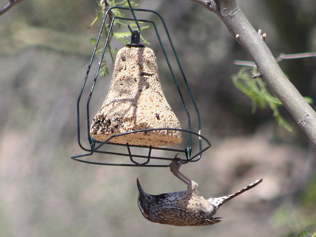 cactus-wren.jpg