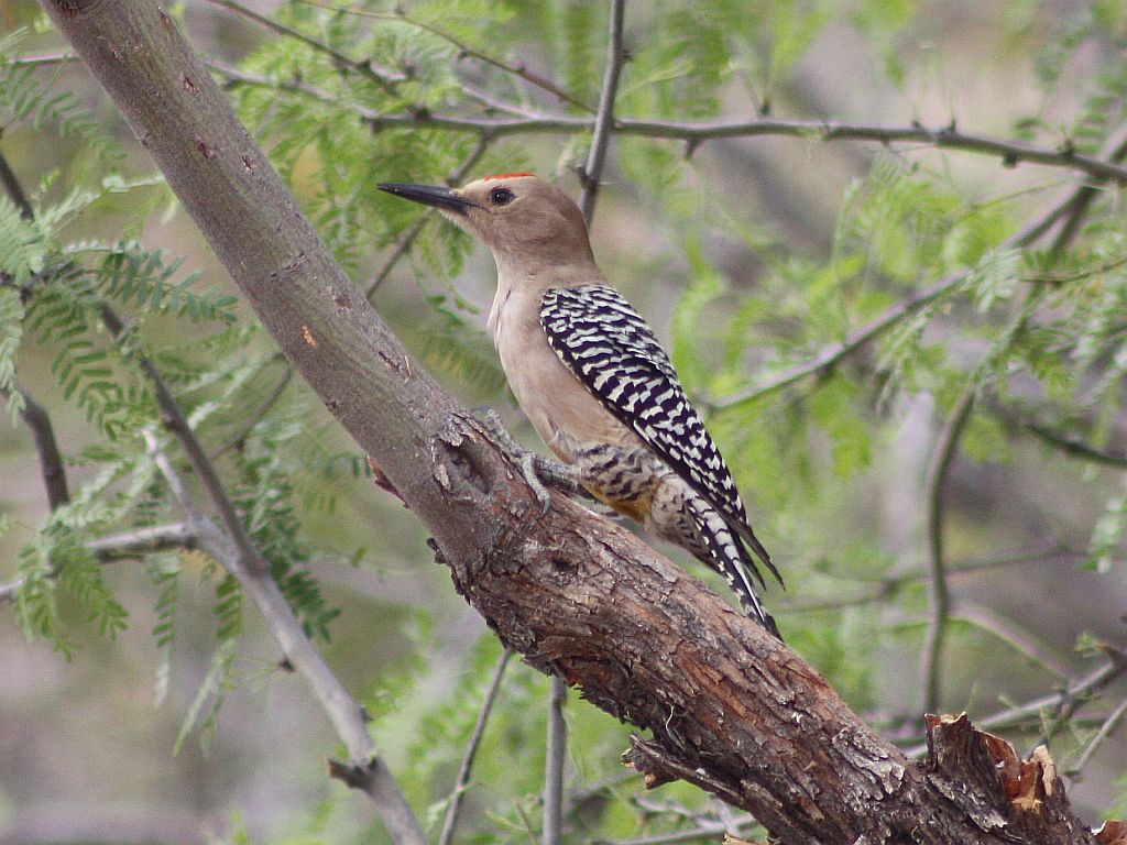 gila-woodpecker.jpg