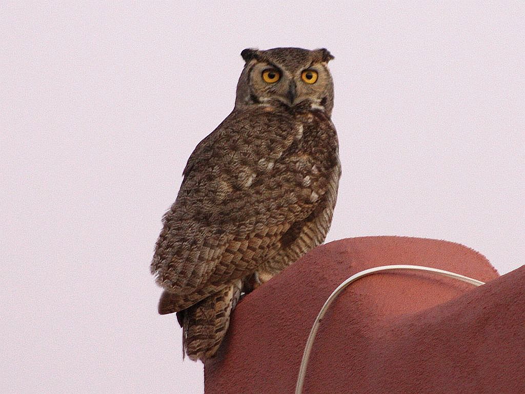 horned-owl.jpg