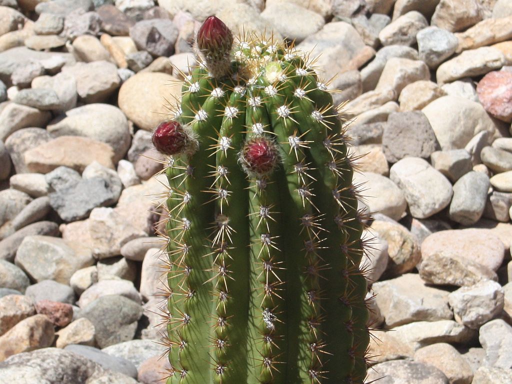 http://capnbob.us/blog/wp-content/uploads/2011/04/new-cactus.jpg