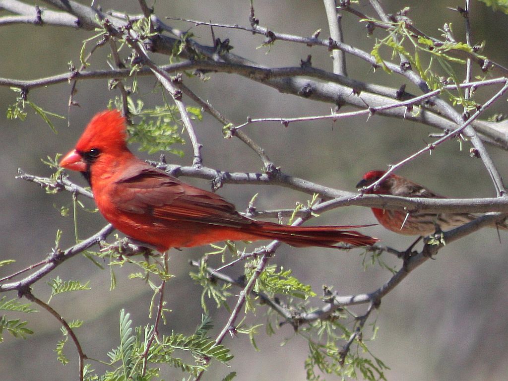 red-birds.jpg