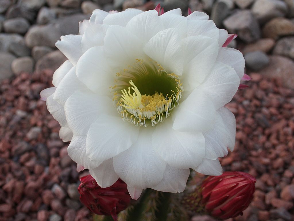 http://capnbob.us/blog/wp-content/uploads/2011/04/white-cereus-flower.jpg