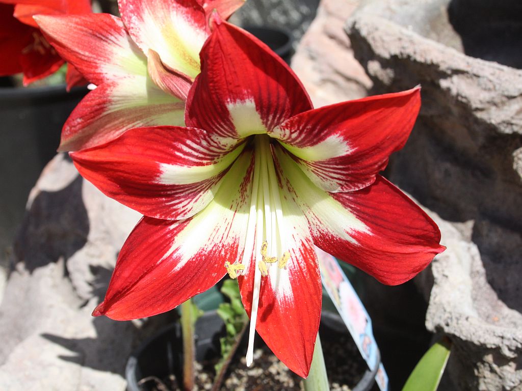 white-red-amaryllis.jpg