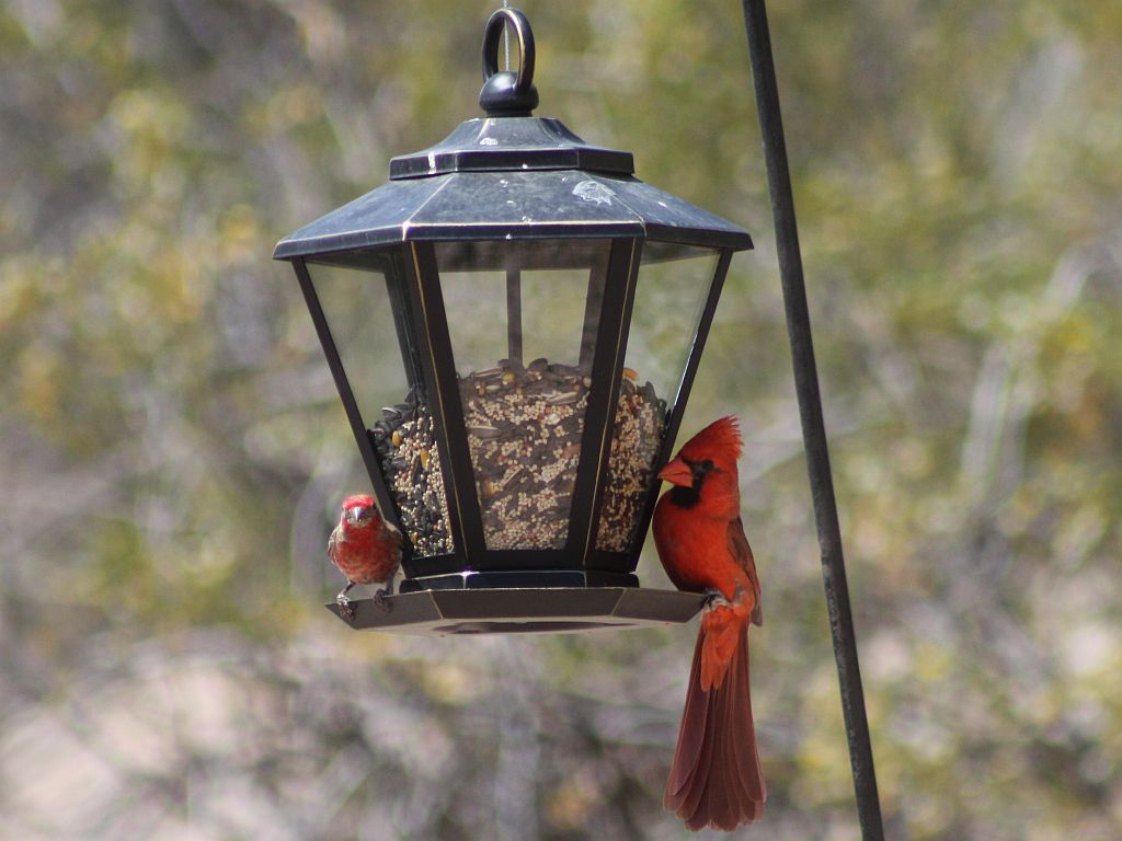 feeder-red-birds.jpg