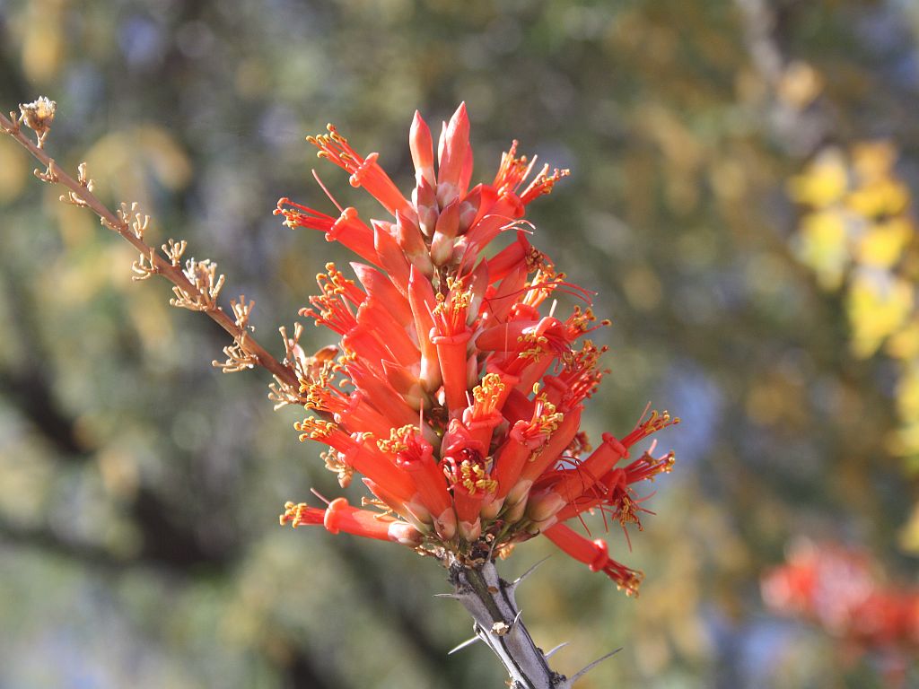 ocotillo-flower.jpg