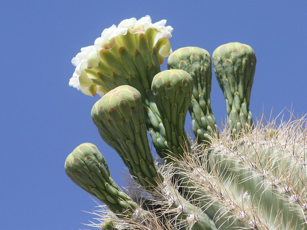 http://capnbob.us/blog/wp-content/uploads/2011/05/saguaro-flower.jpg