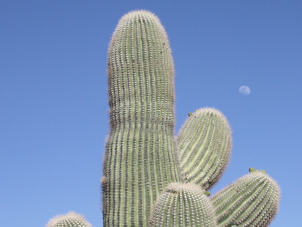 saguaro-moon.jpg