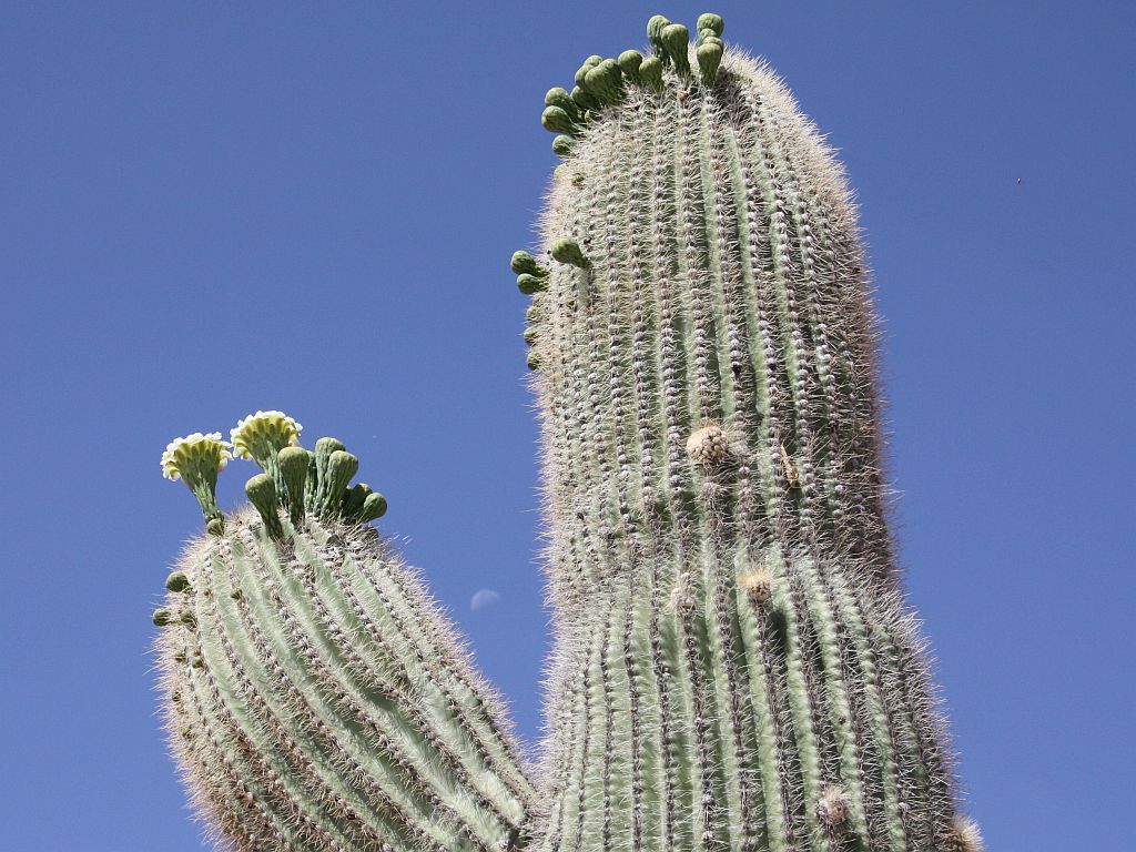saguaro-moon1.jpg