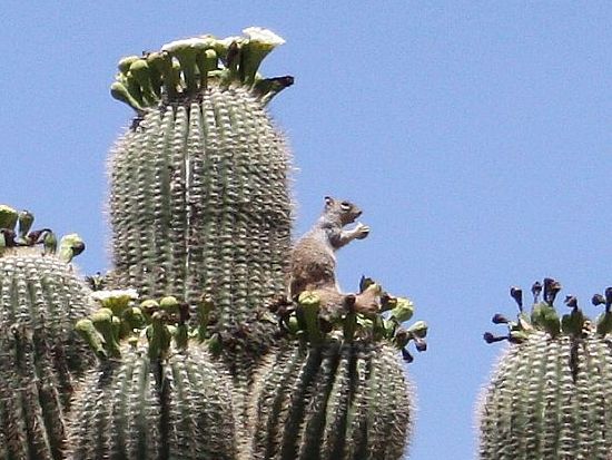 saguaro-squirrel.jpg