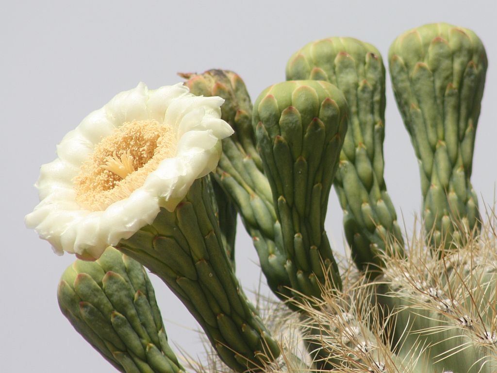 second-saguaro.jpg
