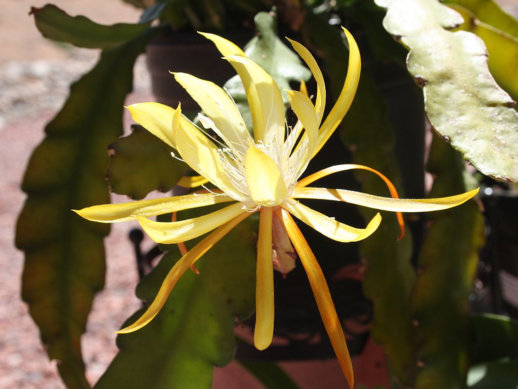 cactus-orchid.jpg