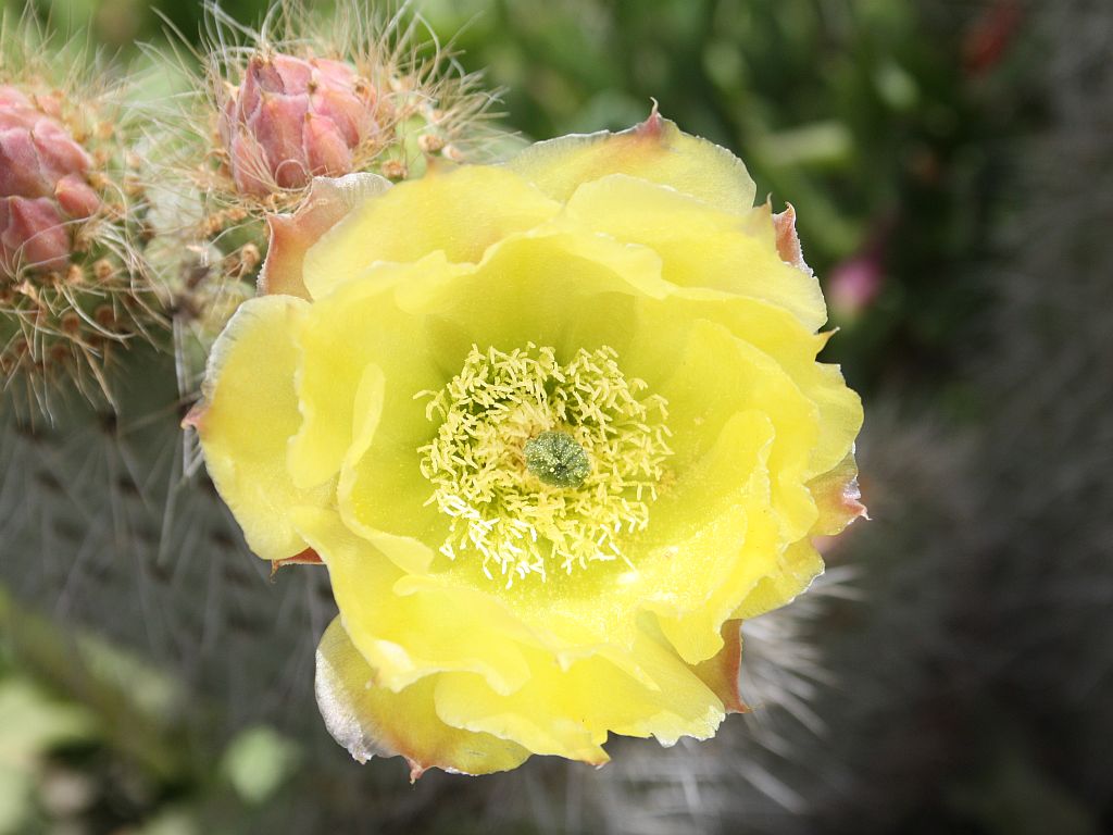cal-cactus.jpg