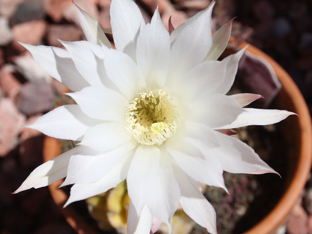 easter-lily-cactus.jpg