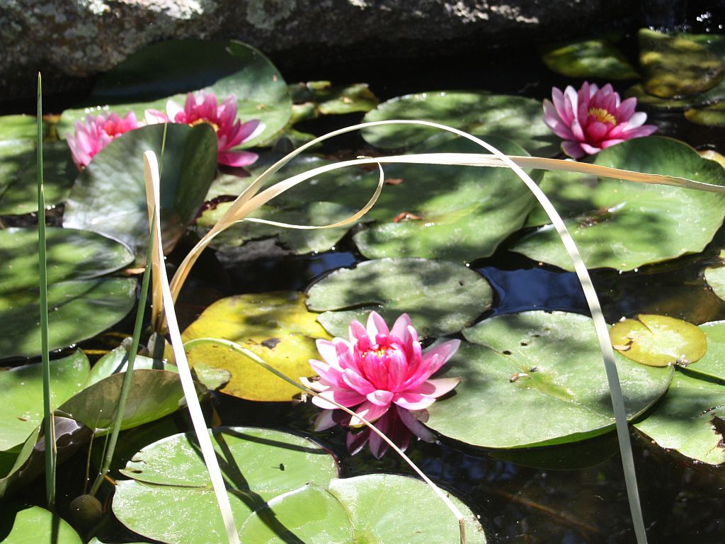 http://capnbob.us/blog/wp-content/uploads/2011/06/water-lilies.jpg