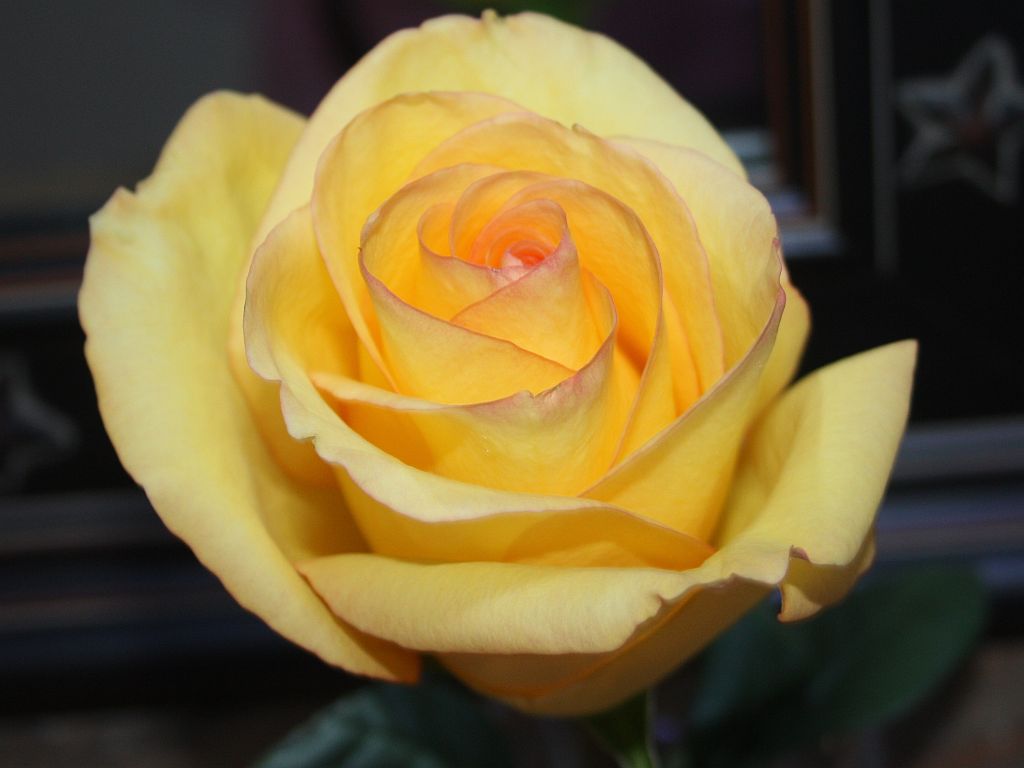 http://capnbob.us/blog/wp-content/uploads/2011/10/yellow-rose.jpg