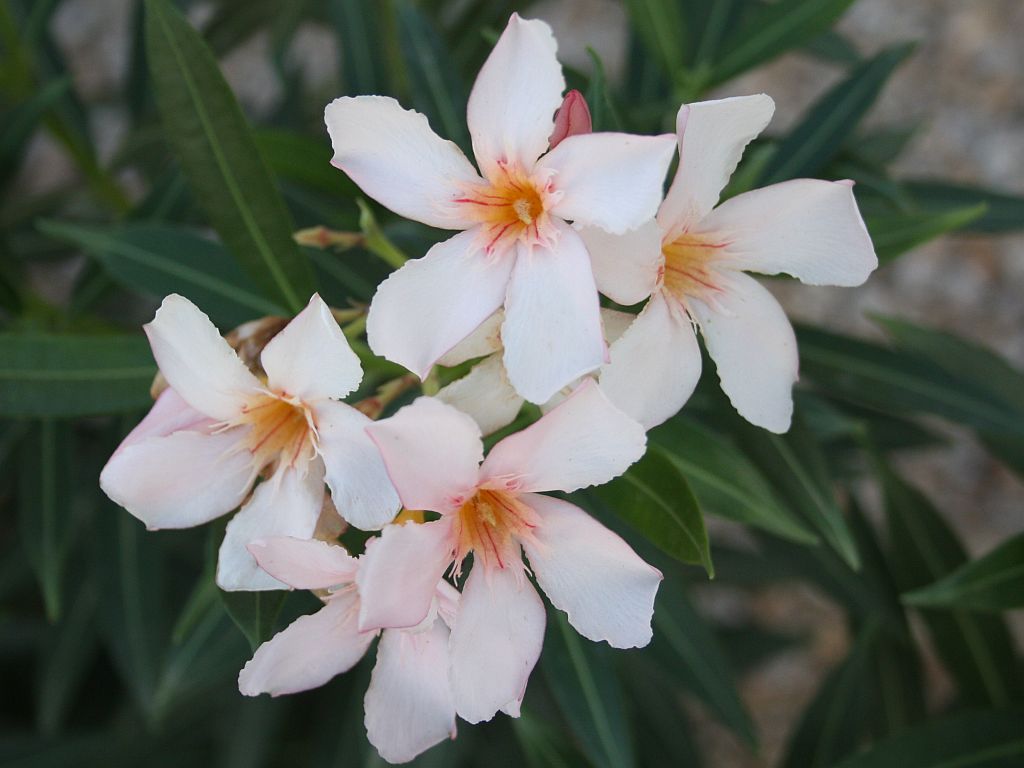 http://capnbob.us/blog/wp-content/uploads/2011/11/oleander.jpg