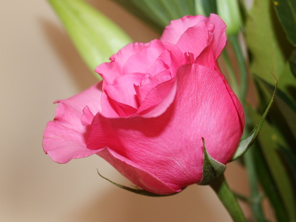 http://capnbob.us/blog/wp-content/uploads/2011/11/pink-rose.jpg