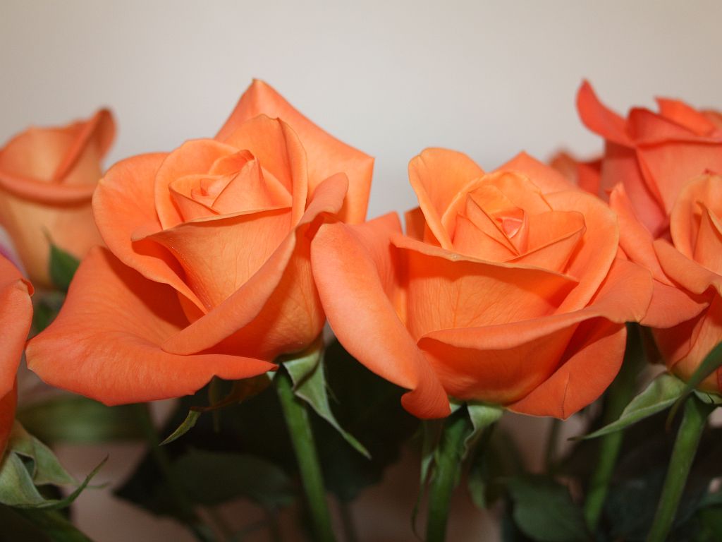 http://capnbob.us/blog/wp-content/uploads/2012/02/orange-roses.jpg