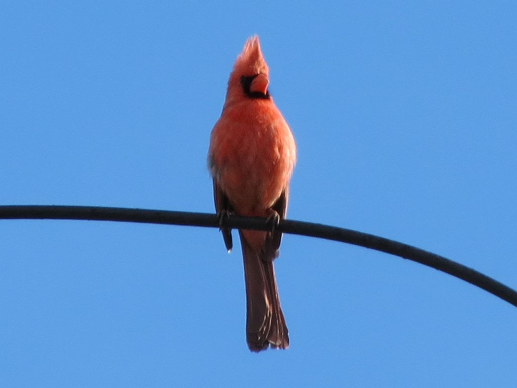 first-cardinal.jpg