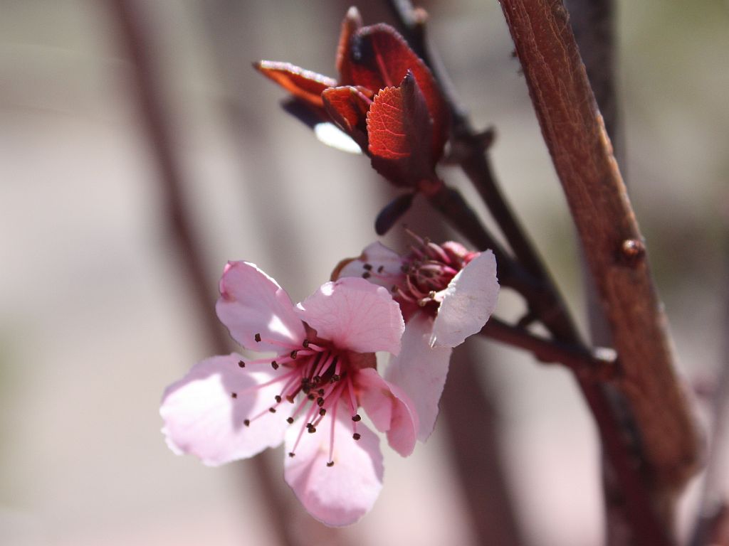 flowering-plum.jpg