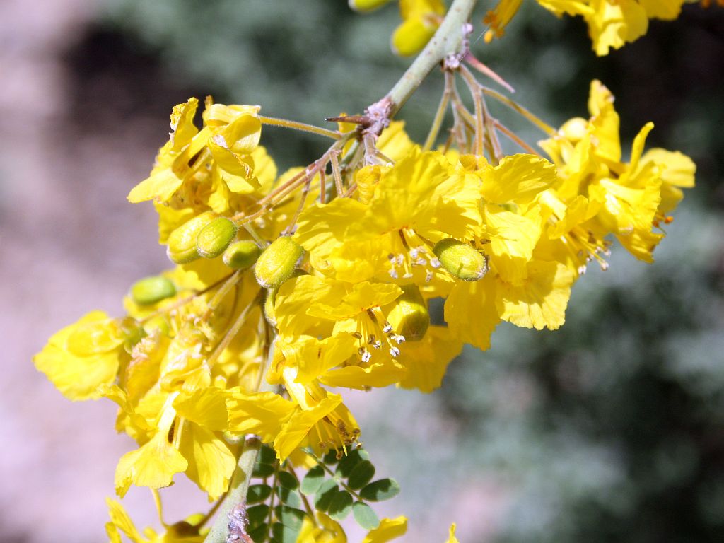 http://capnbob.us/blog/wp-content/uploads/2012/04/mesquite-flowers.jpg