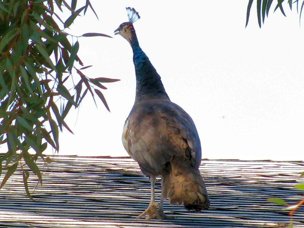 http://capnbob.us/blog/wp-content/uploads/2012/04/peafowl.jpg