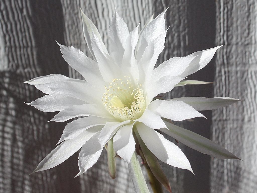 easter-lily-cactus.jpg