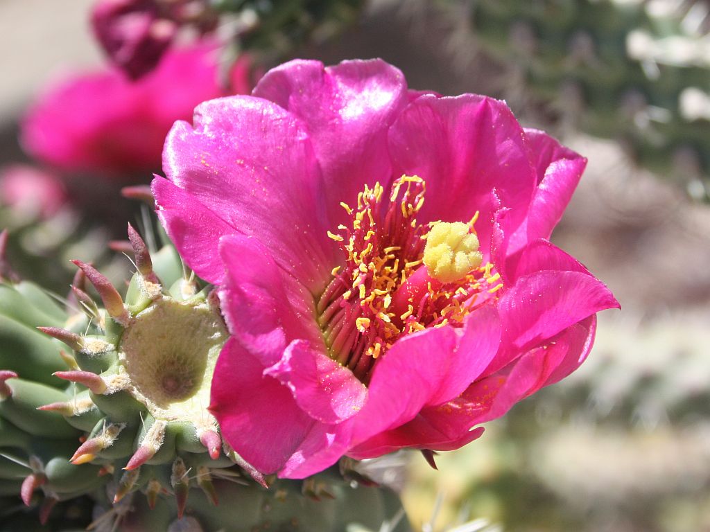 http://capnbob.us/blog/wp-content/uploads/2012/05/pink-cholla.jpg