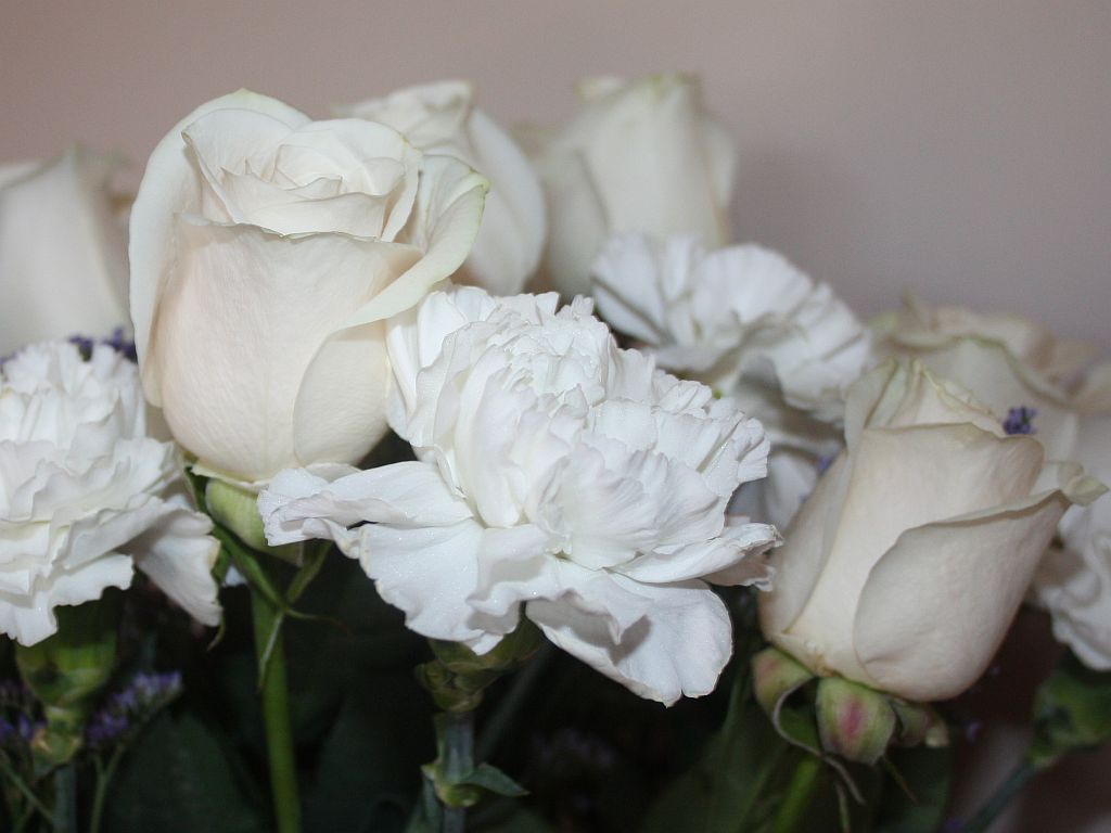 http://capnbob.us/blog/wp-content/uploads/2012/05/roses-carnations.jpg