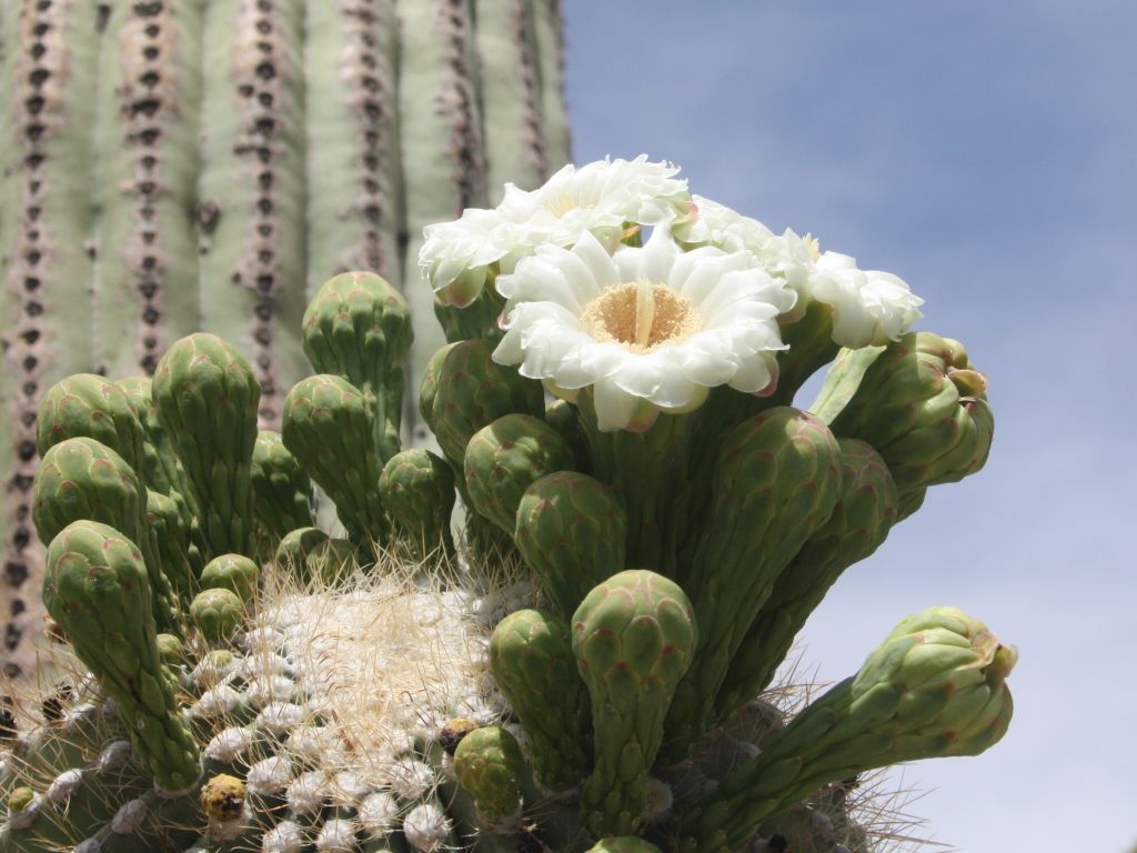 http://capnbob.us/blog/wp-content/uploads/2012/05/saguaro-flowers1.jpg