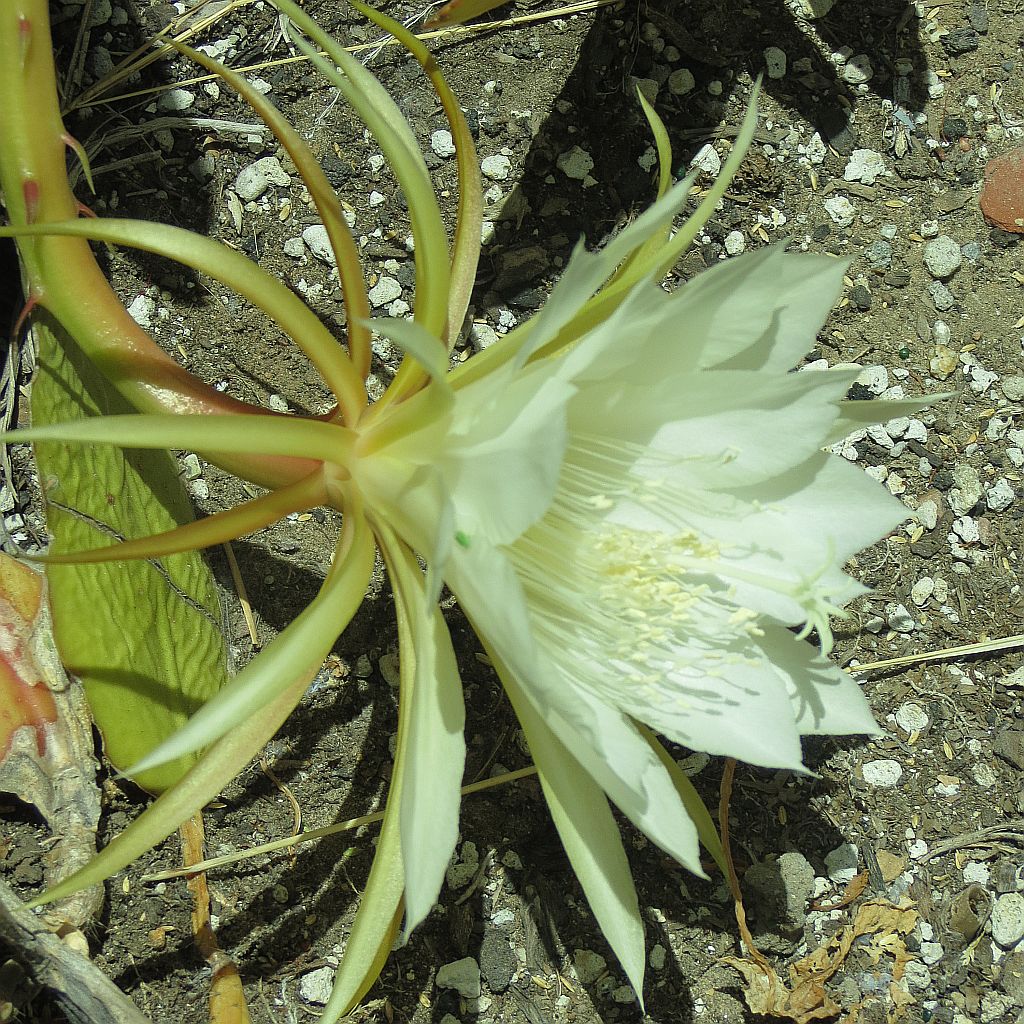 white-epiphyllum.jpg