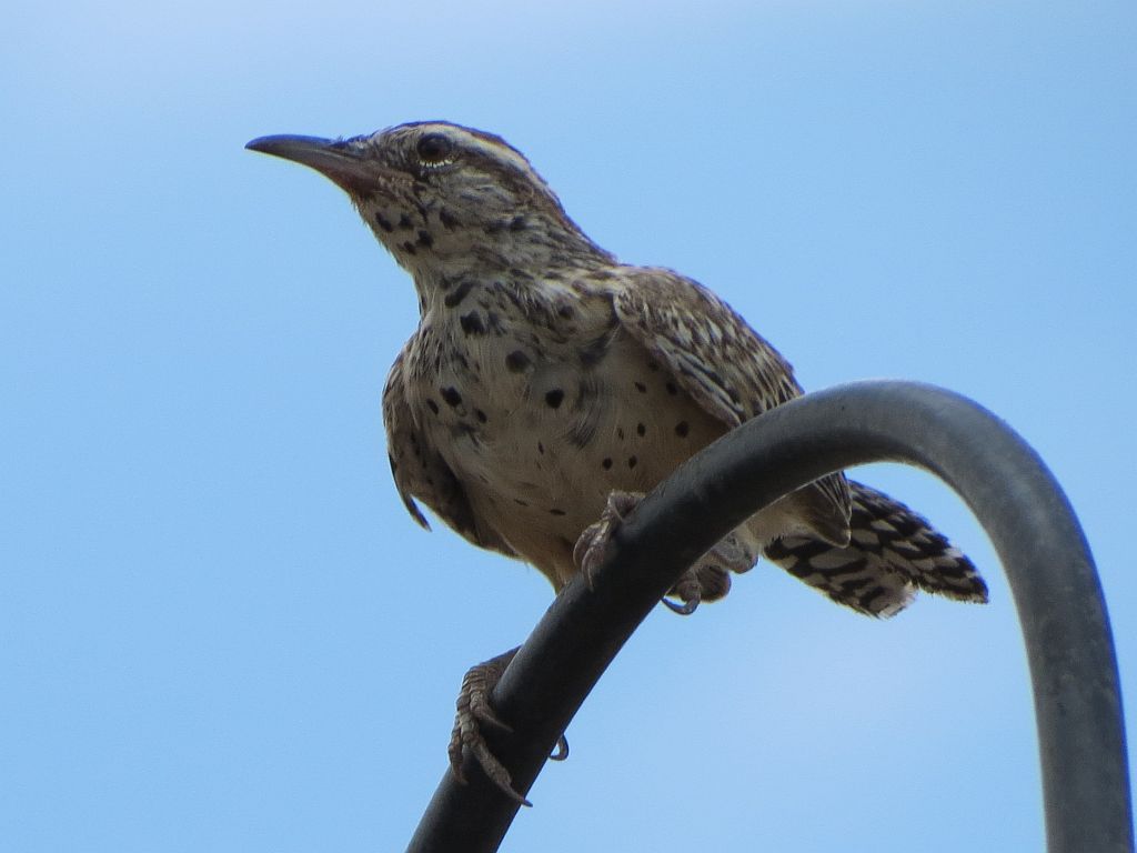 cactus-wren.jpg