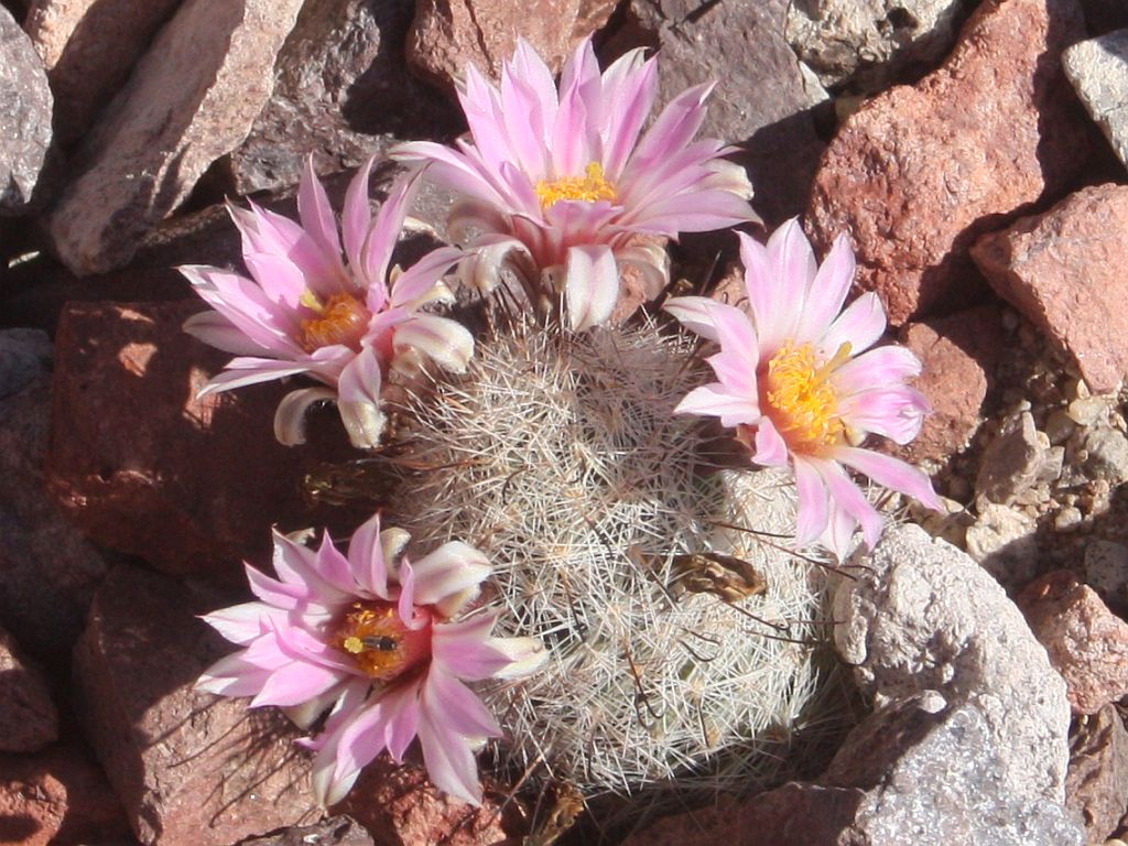 More Fishhook Flowers