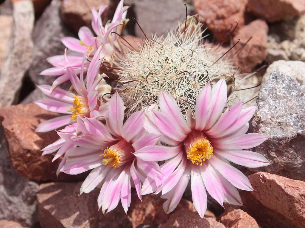 Fish Hook Cactus Flowers