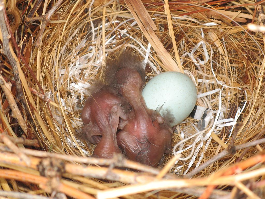 http://capnbob.us/blog/wp-content/uploads/2012/07/hatchlings.jpg