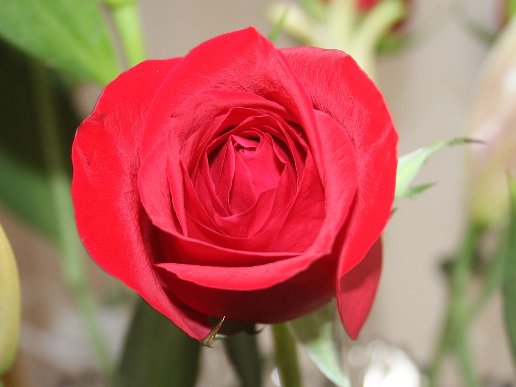 http://capnbob.us/blog/wp-content/uploads/2012/07/red-rose.jpg